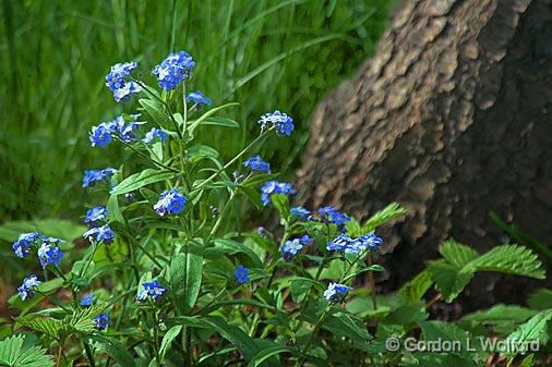 Blue Wildflowers_53732.jpg - Photographed at Ottawa, Ontario - the Capital of Canada.
